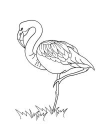 Çimlerde flamingo