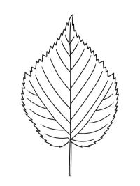 Kızılcık yaprağı