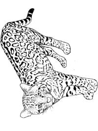 leopar