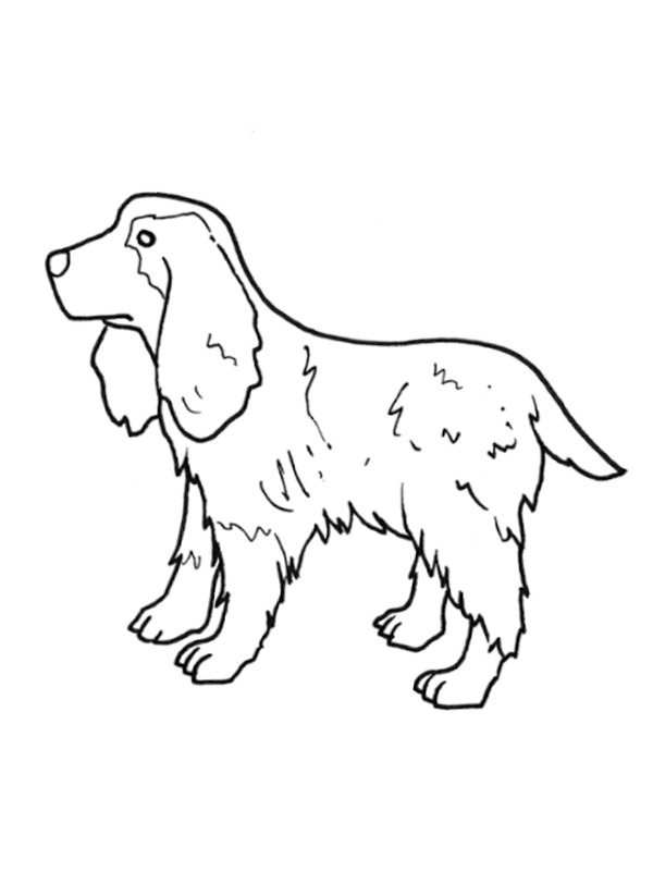 İngiliz cocker spaniel Boyama sayfası